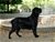 RUSHE ( Riproduttore Selezionato ENCI) - Triola Cane Corso